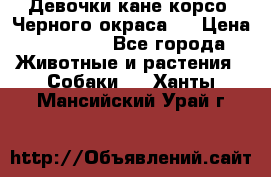 Девочки кане корсо. Черного окраса.  › Цена ­ 65 000 - Все города Животные и растения » Собаки   . Ханты-Мансийский,Урай г.